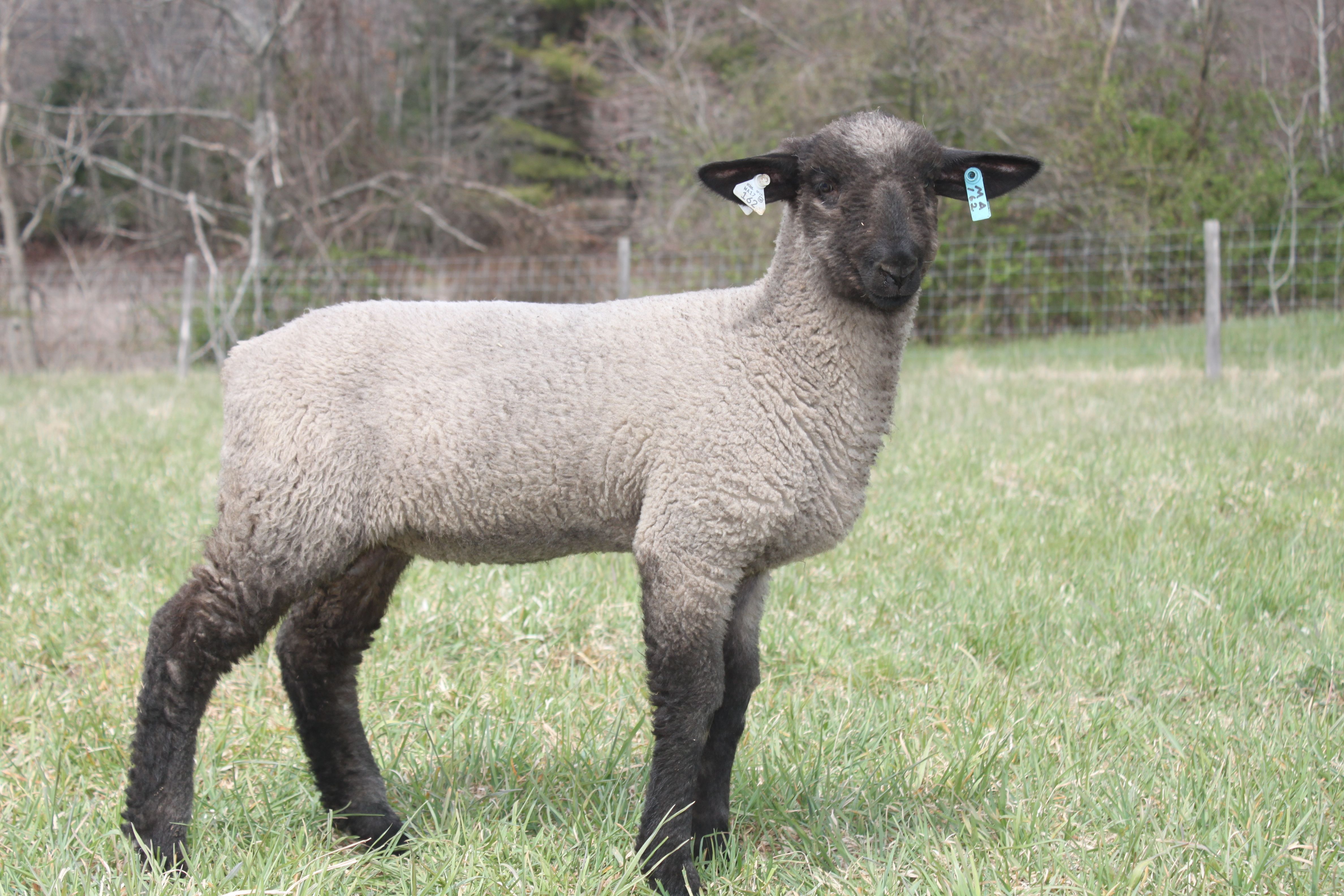 Hampshire Sheep