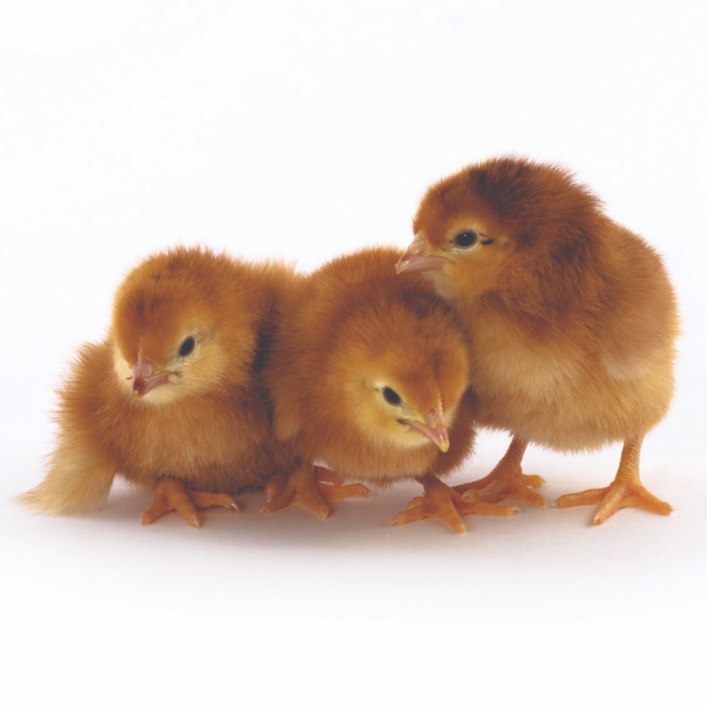 Rhode Island Red